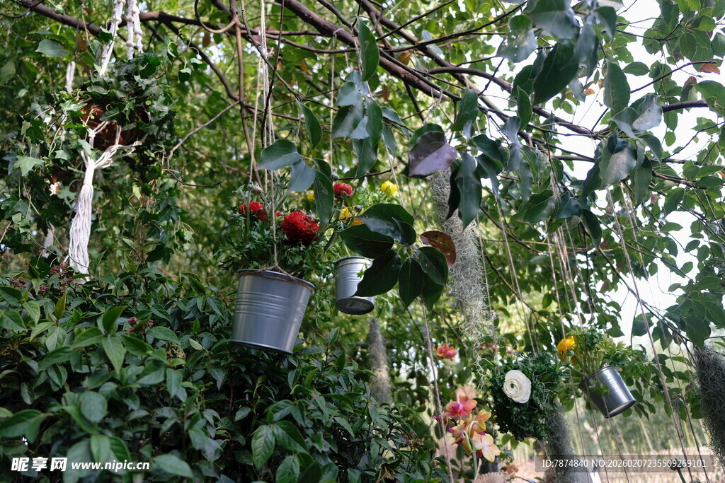 树上悬挂的多彩花盆