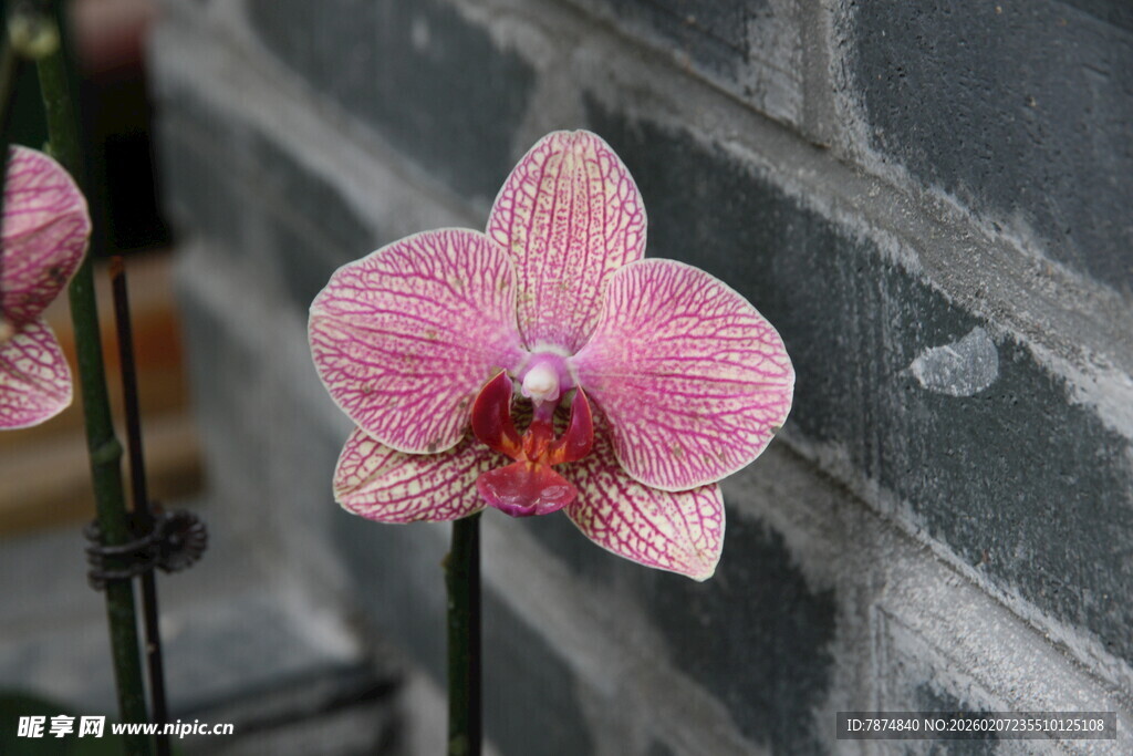 娇艳粉色蝴蝶兰特写