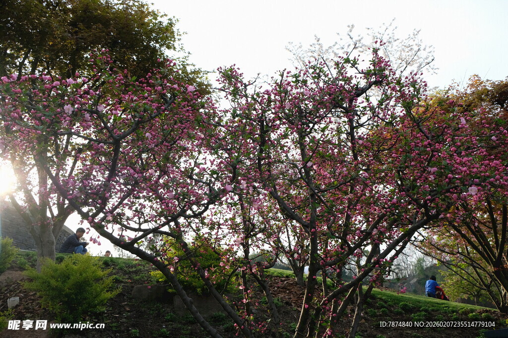 春日繁花绽放美景
