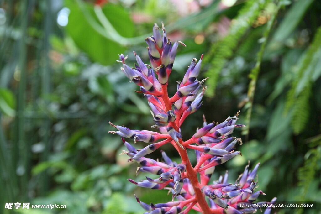 艳丽多彩的奇特花卉