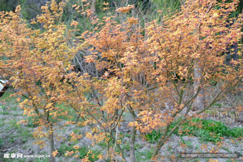 秋日斑斓树叶景观