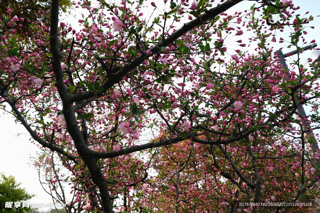 盛开的繁花树枝