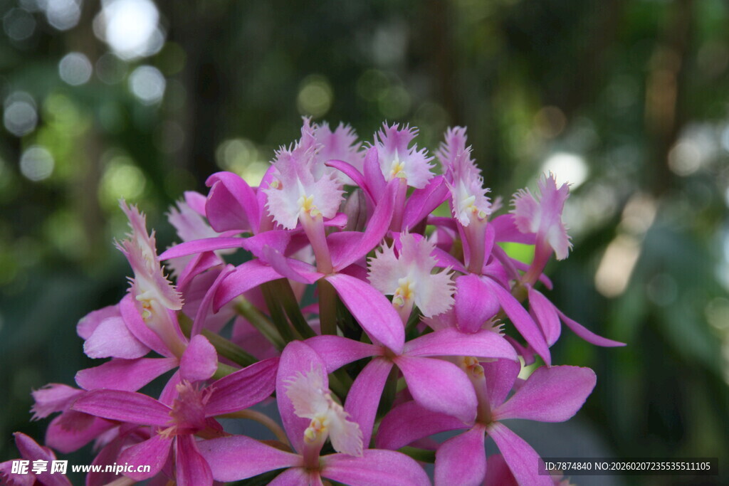 娇艳粉色兰花绽放