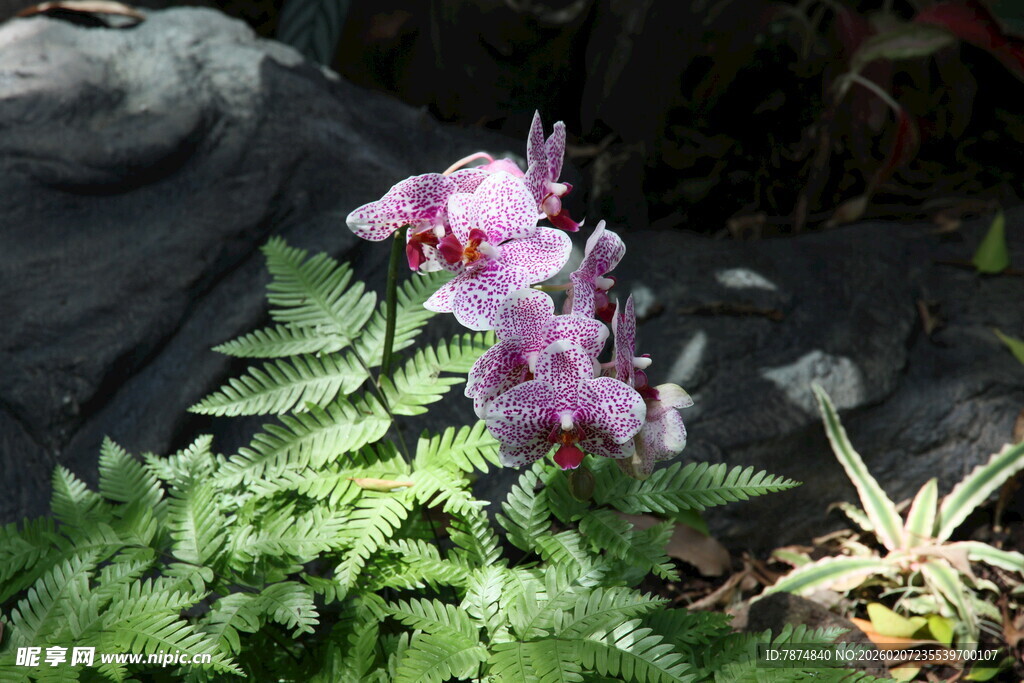 娇艳兰花与绿植相伴