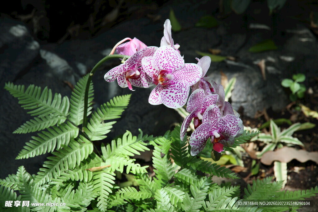 粉色兰花绽放于绿植间