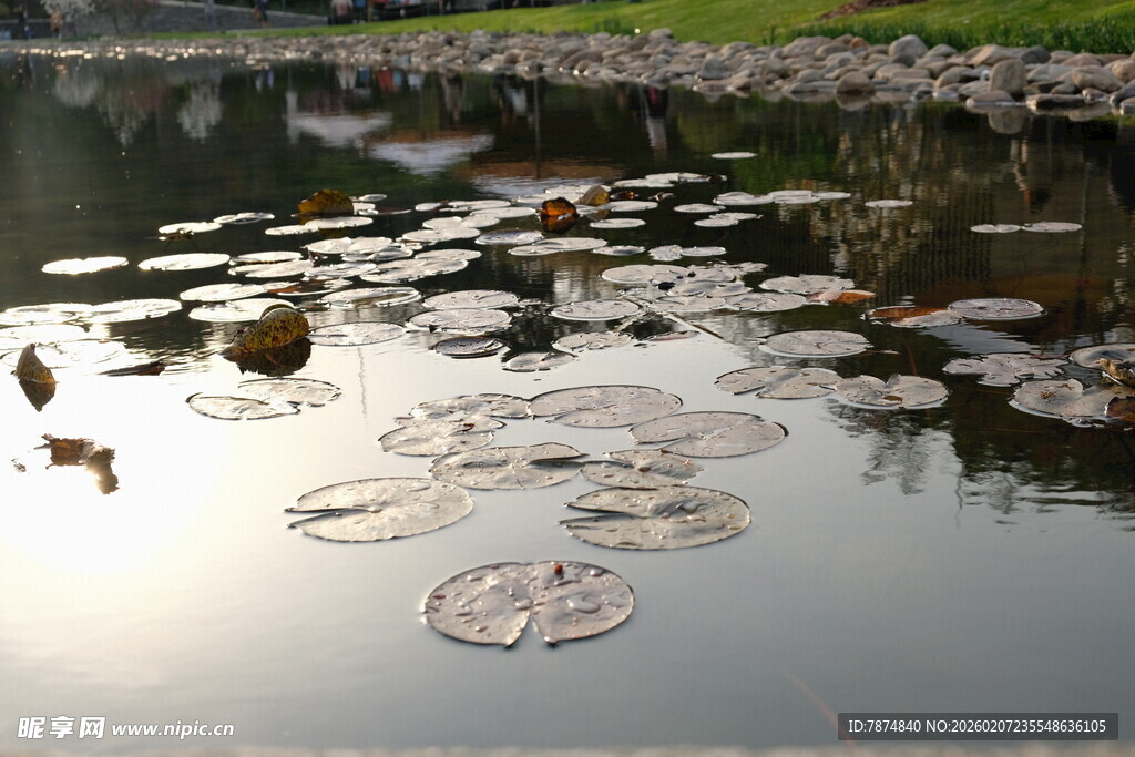 池塘中的荷叶与漂浮物