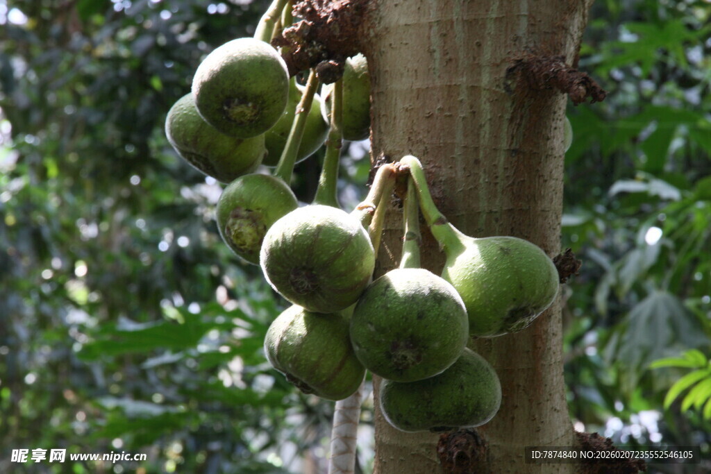 树上挂着的青绿色果实