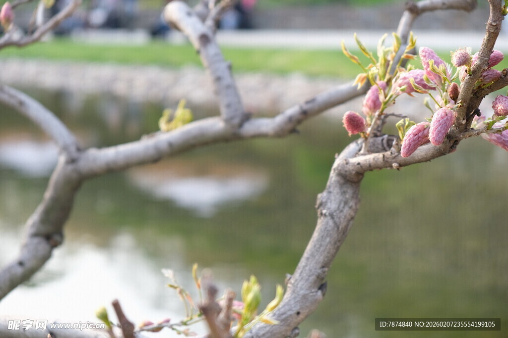 枝头新芽初绽的美丽景象
