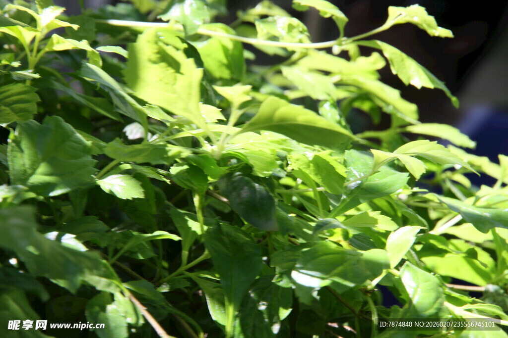 翠绿繁茂的生机植物