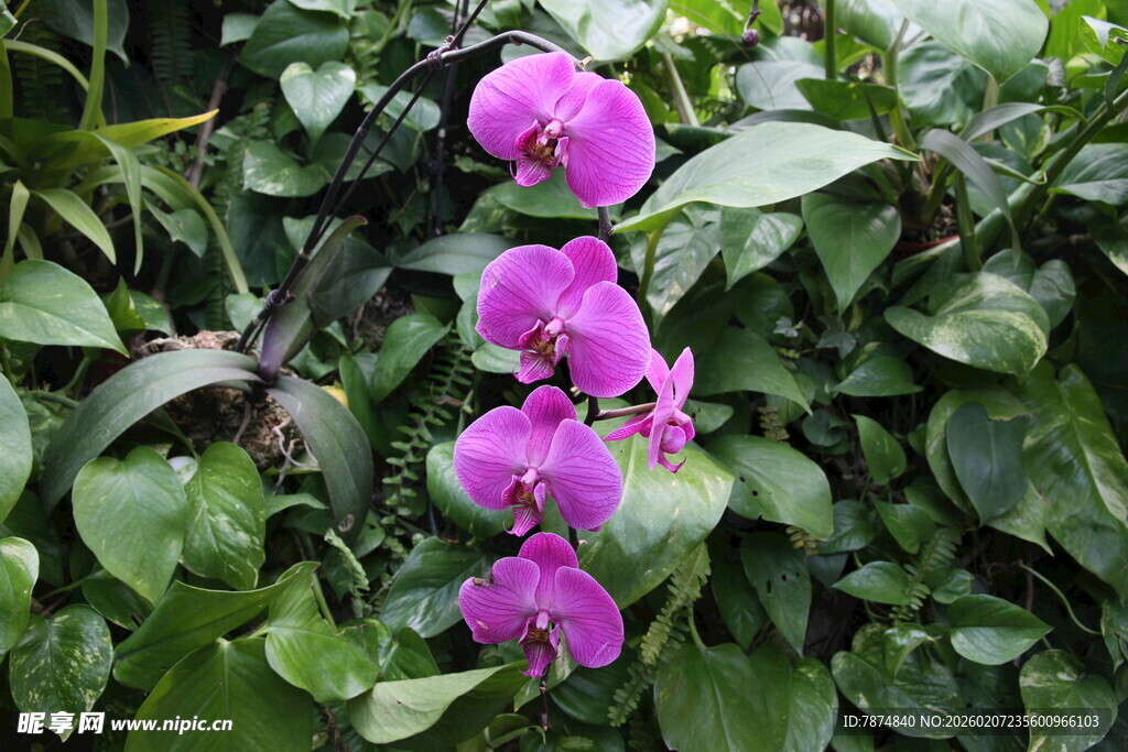紫色蝴蝶兰绽放绿叶间