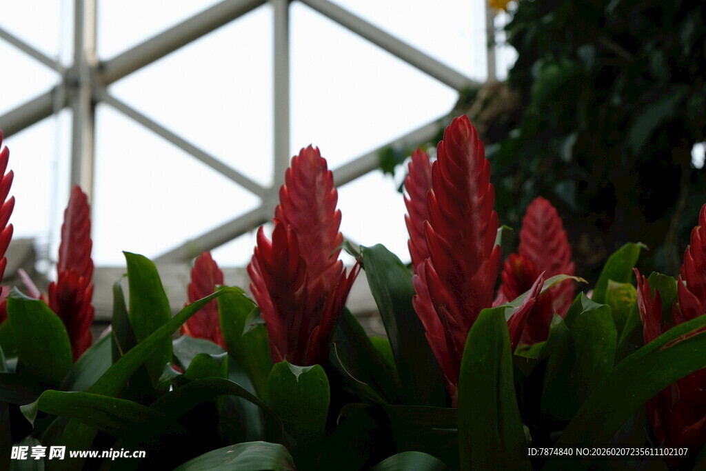 温室中的艳丽红色花卉