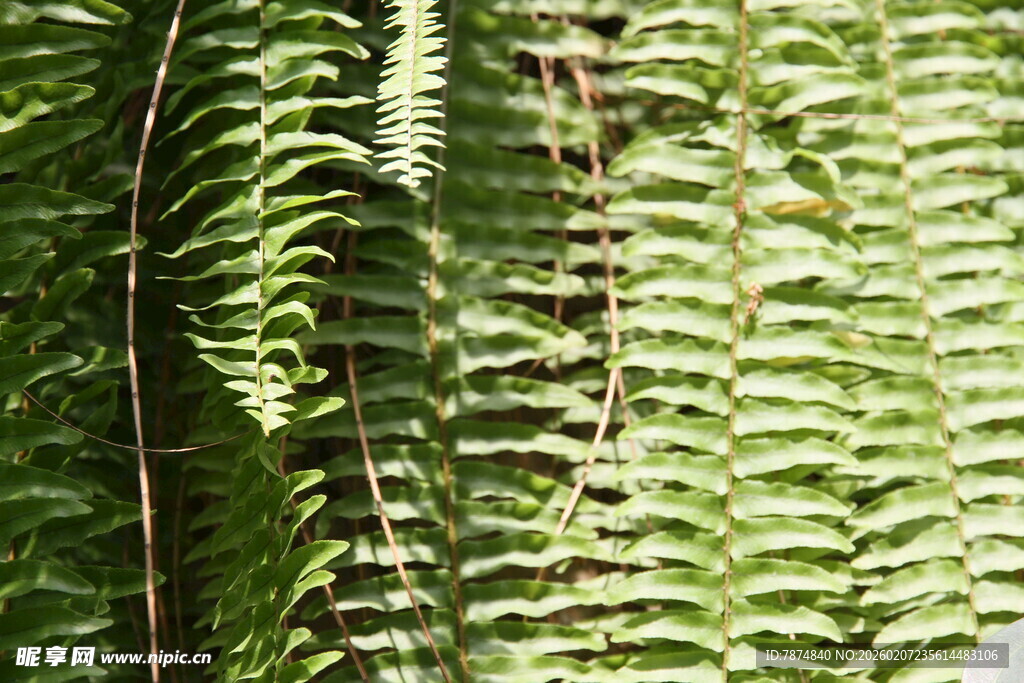 翠绿蕨类叶片特写