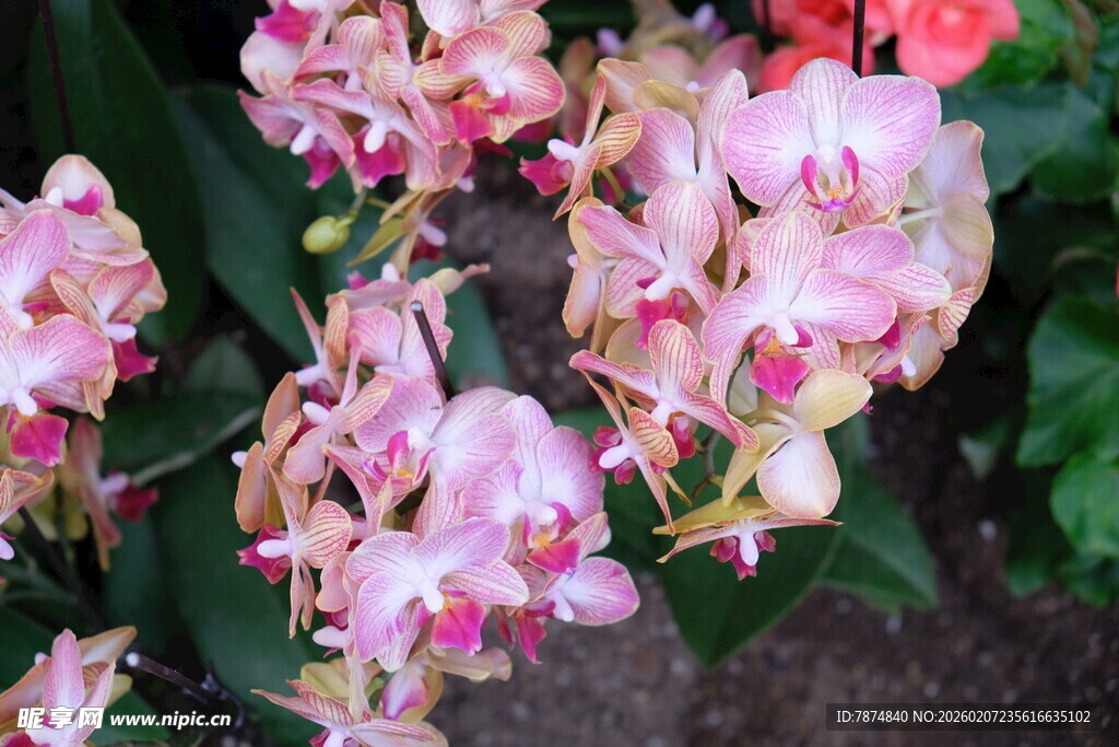 粉色娇艳蝴蝶兰绽放