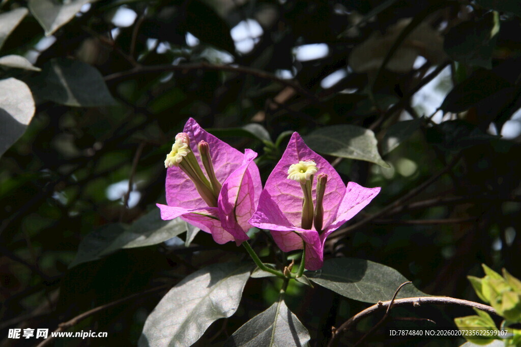 娇艳三角梅绽放
