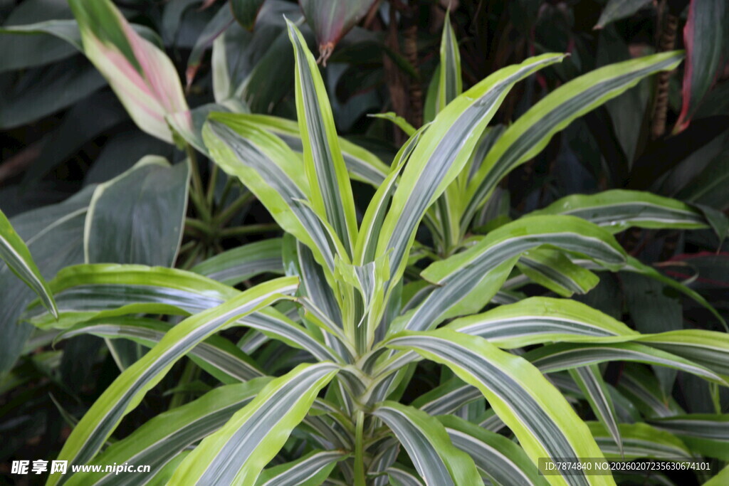 条纹绿叶植物特写
