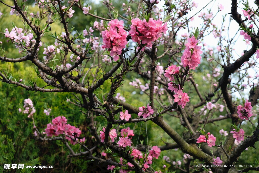 春日繁花盛开的美丽景象