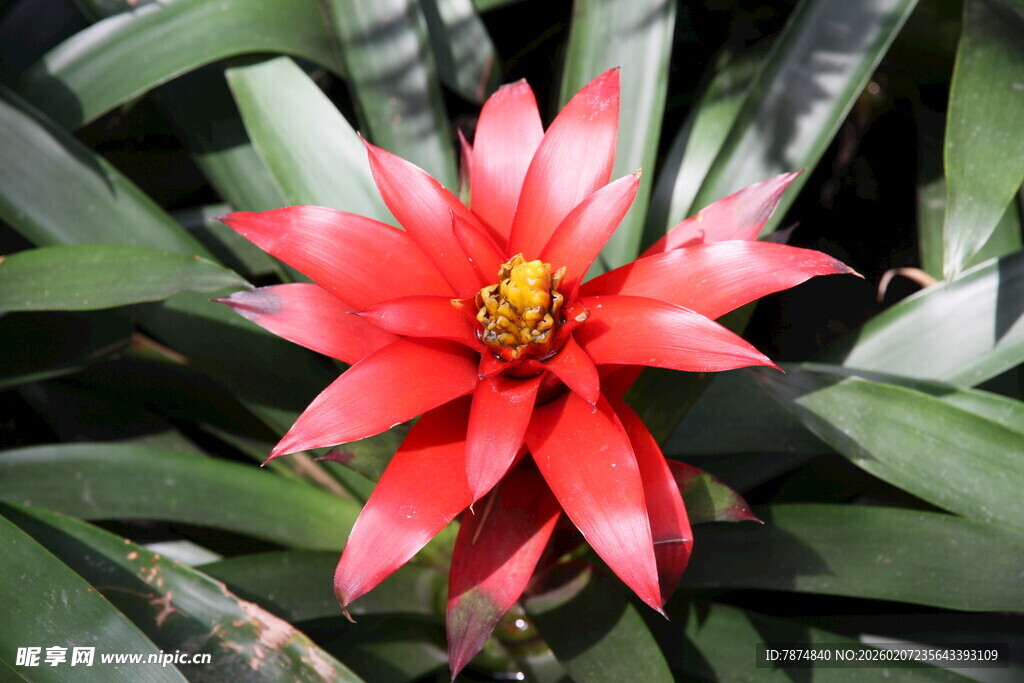 艳丽红色凤梨花绽放