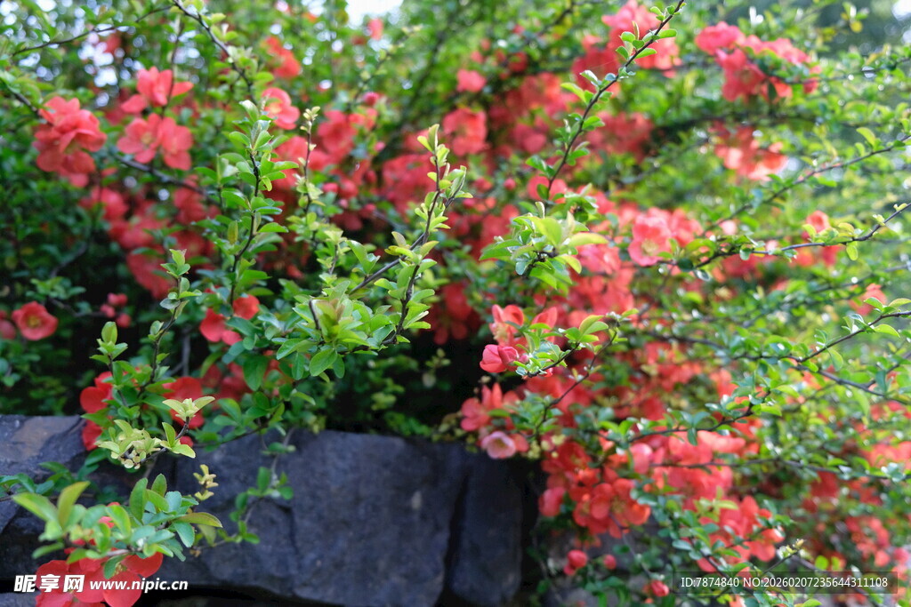 盛放的红色花卉盆栽