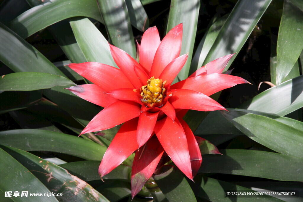 艳丽红心虎纹凤梨花朵