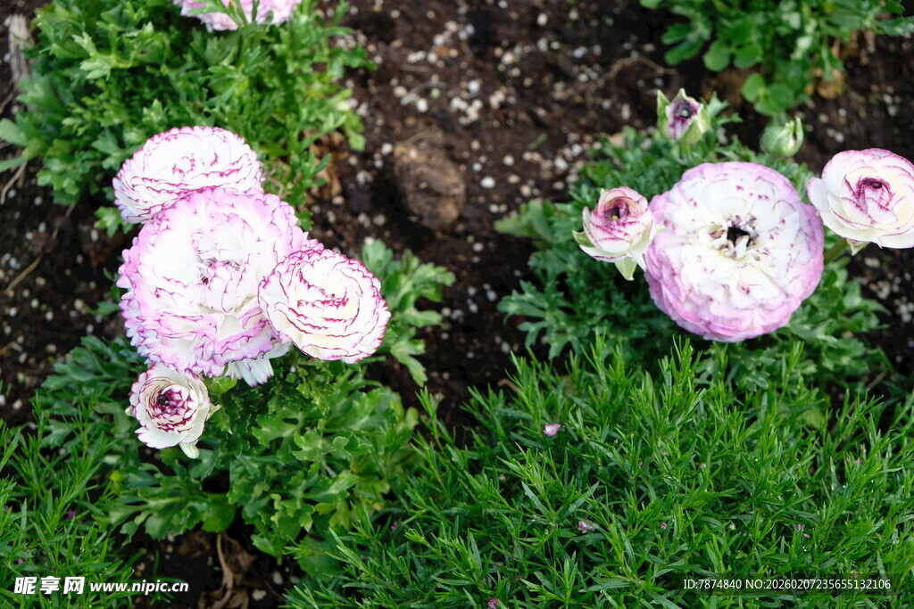 草地上的美丽花毛茛