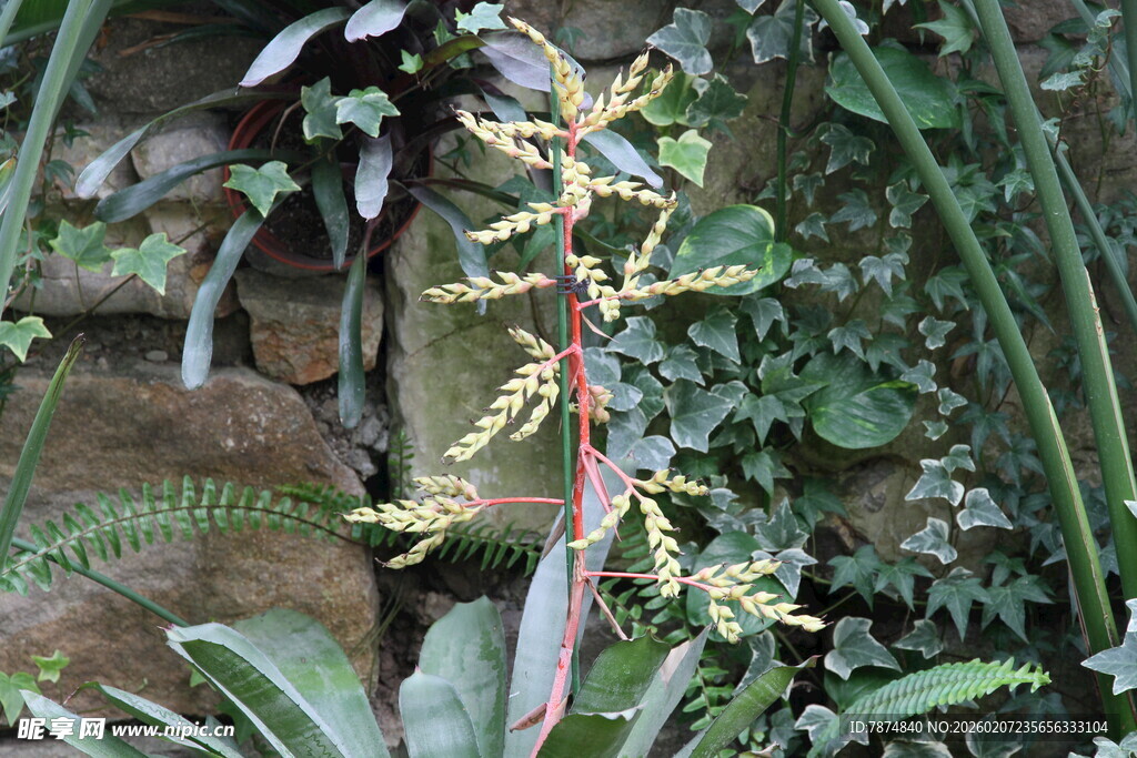 奇特附生植物绽放