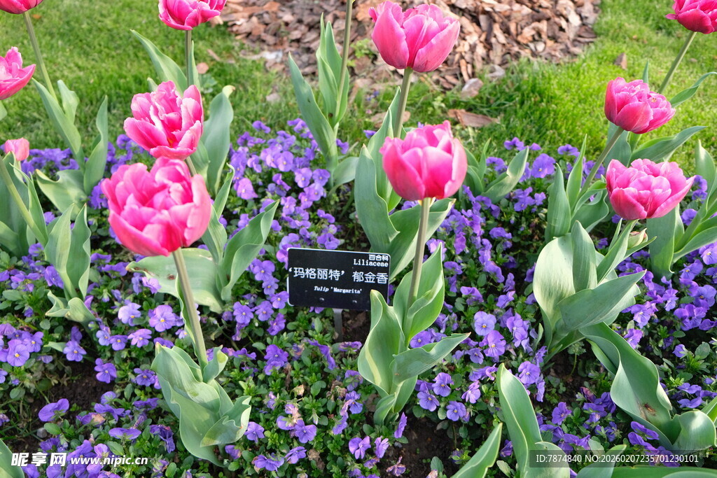 多彩郁金香与紫色花卉共绽