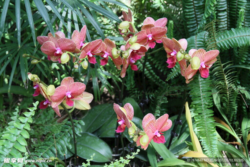 艳丽凤仙花绽放于绿植间