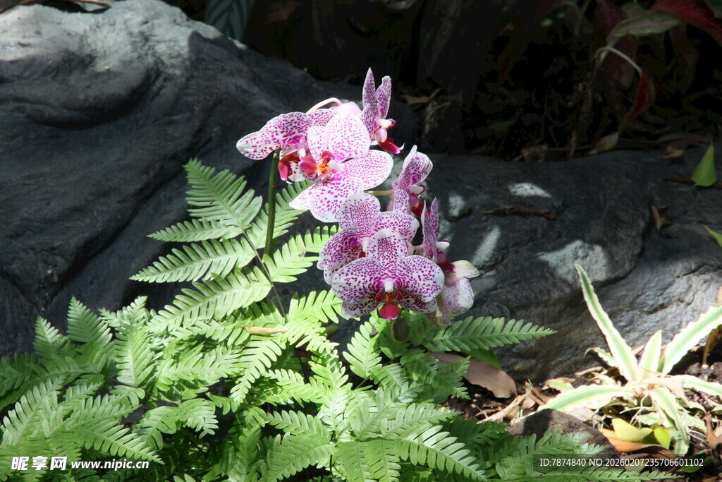 娇艳兰花伴绿植绽放