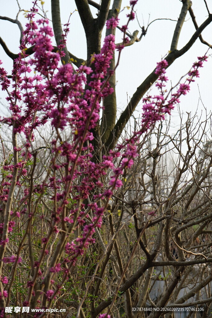 枝头绽放的艳丽紫花