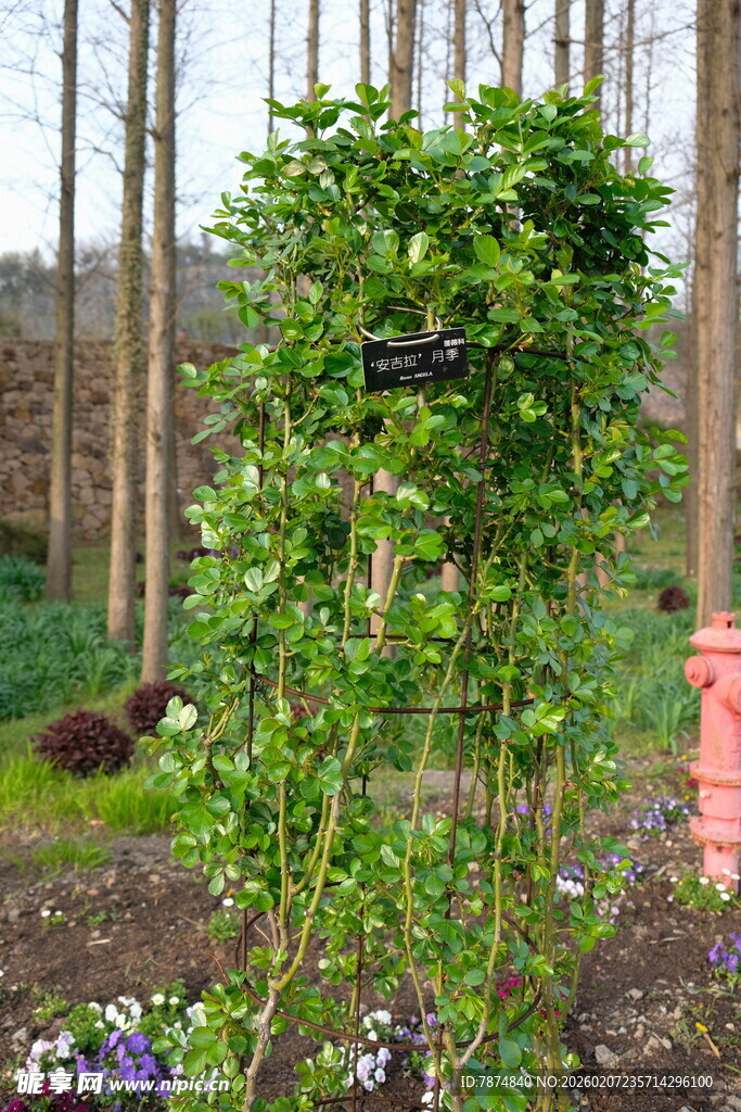 花园中茂盛的绿植花架