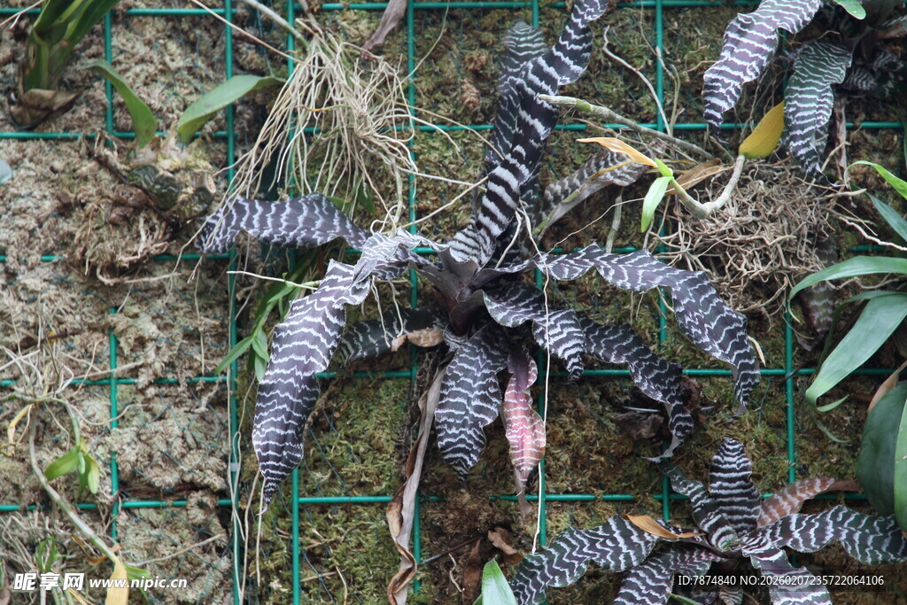 奇特蕨类植物生长于野外
