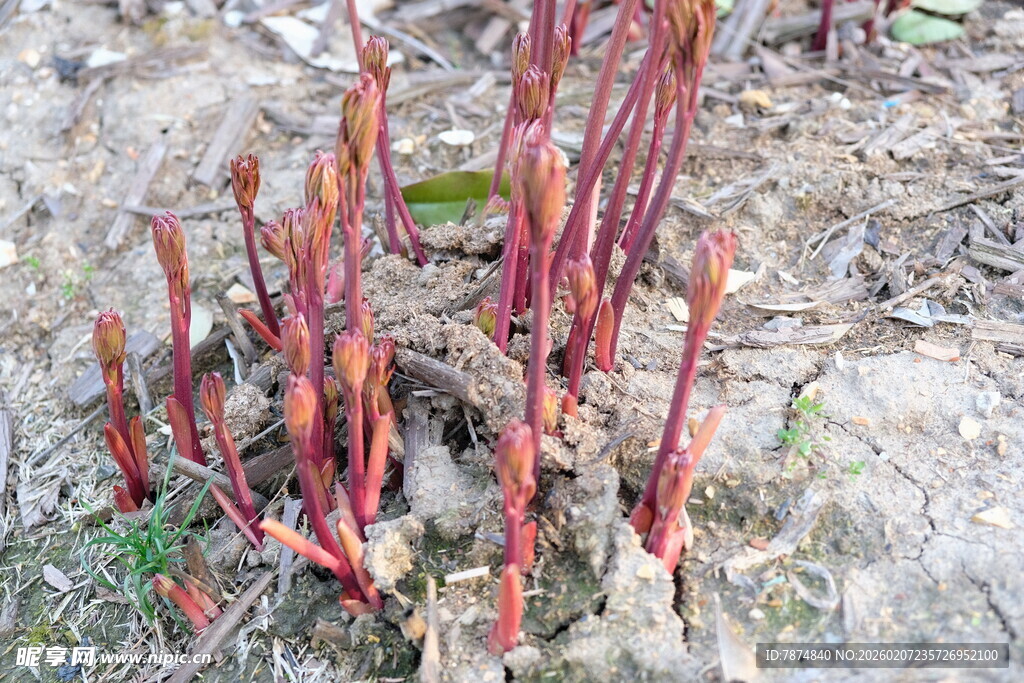 新生红芽破土而出