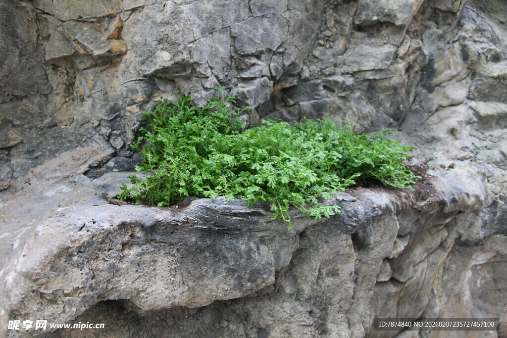 石缝中顽强生长的绿植