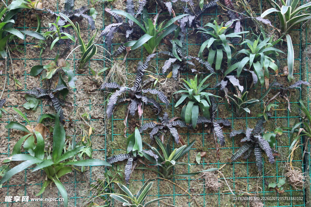 地面上的多样绿色植物