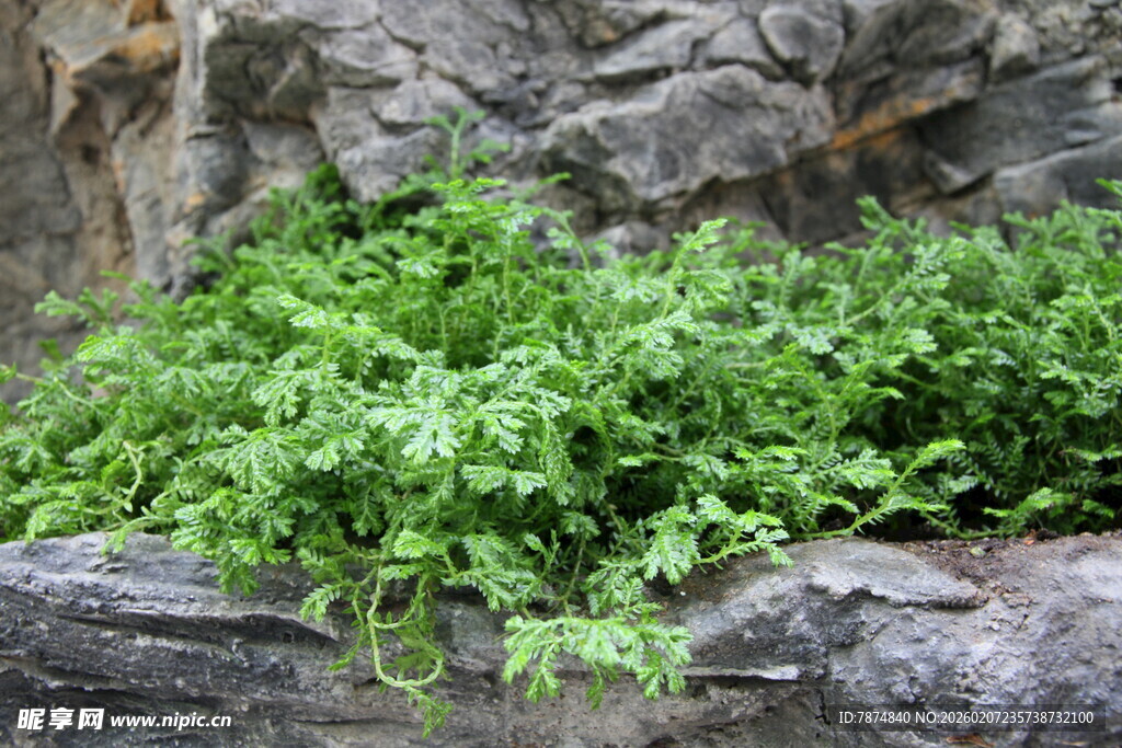 岩石旁的翠绿植物
