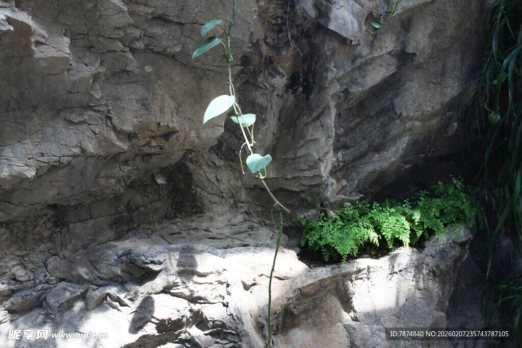 岩石缝隙中的绿色植物