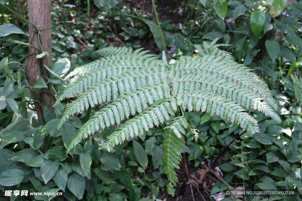 翠绿蕨类植物生长于林间