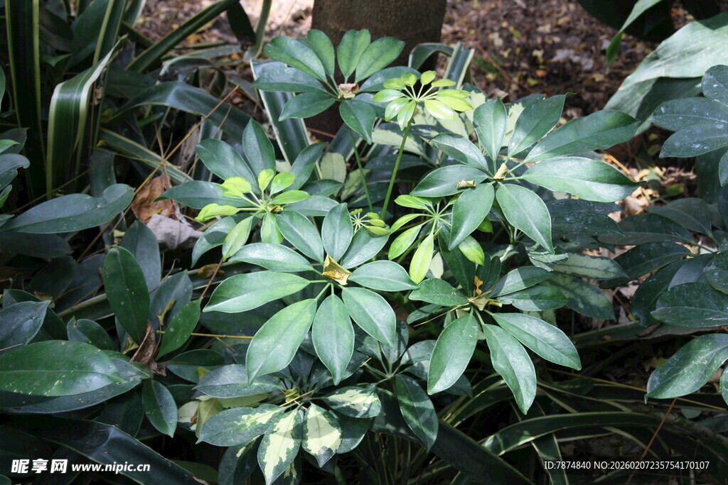 绿叶繁茂的植物景观