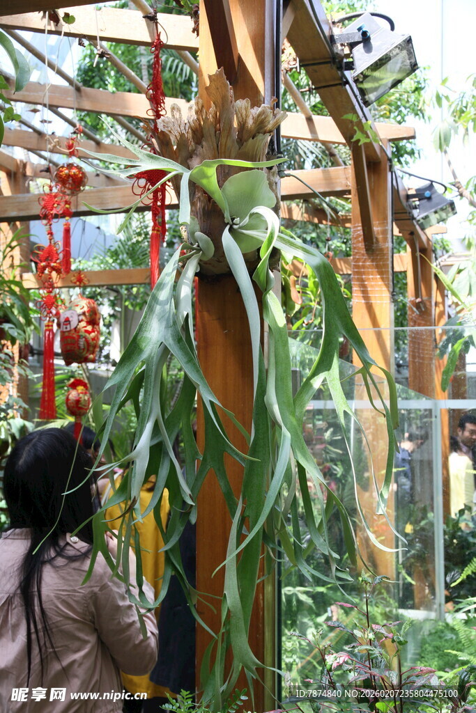 女子观察温室中的奇特植物