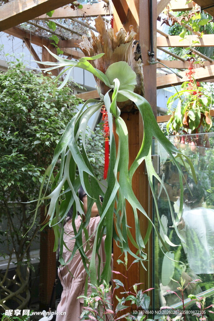 奇特垂叶植物展示