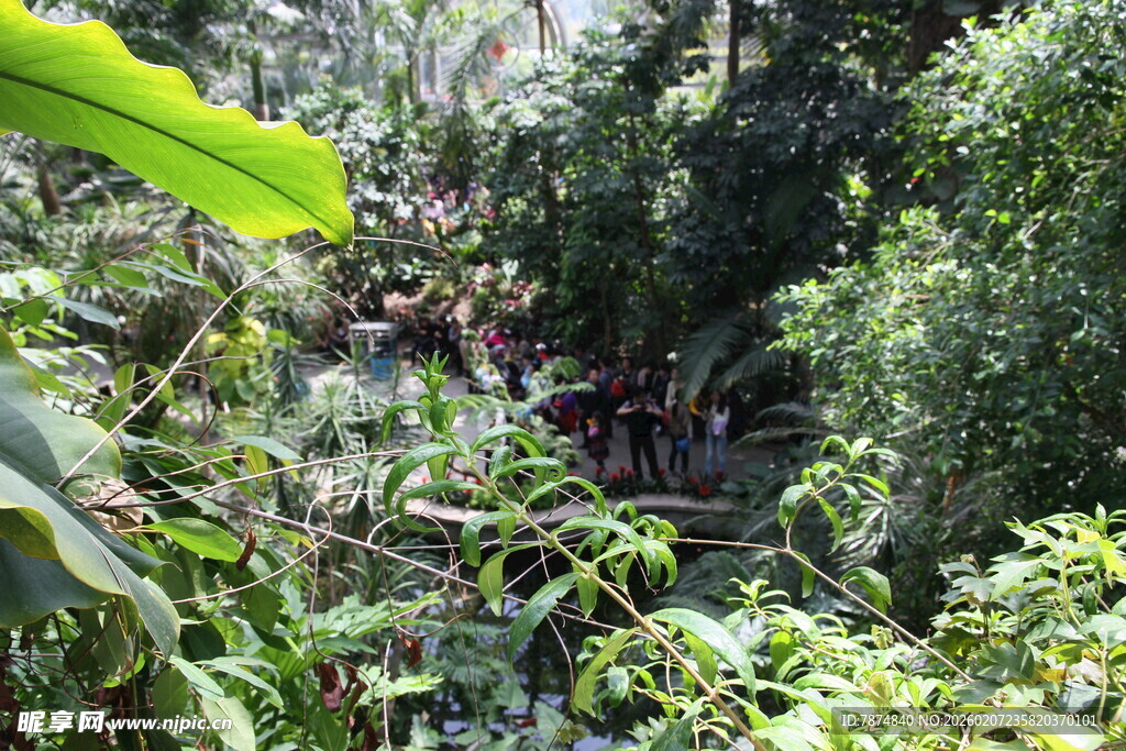 茂密丛林中的自然景象