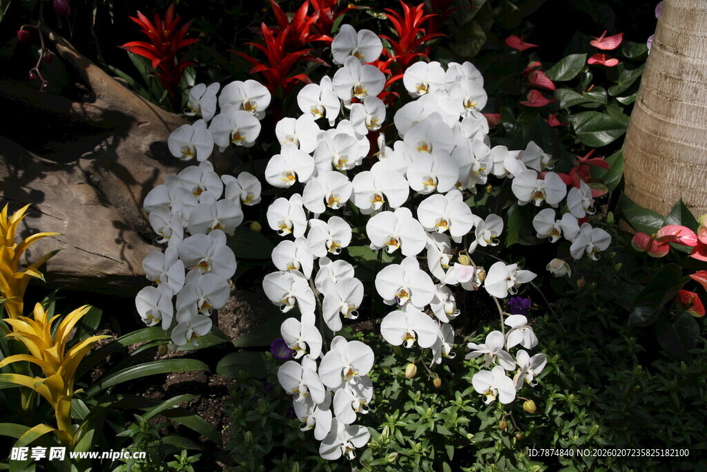 白色兰花绽放于绿植间