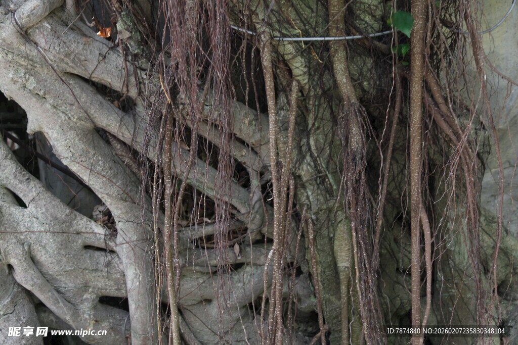 盘根错节的植物根系