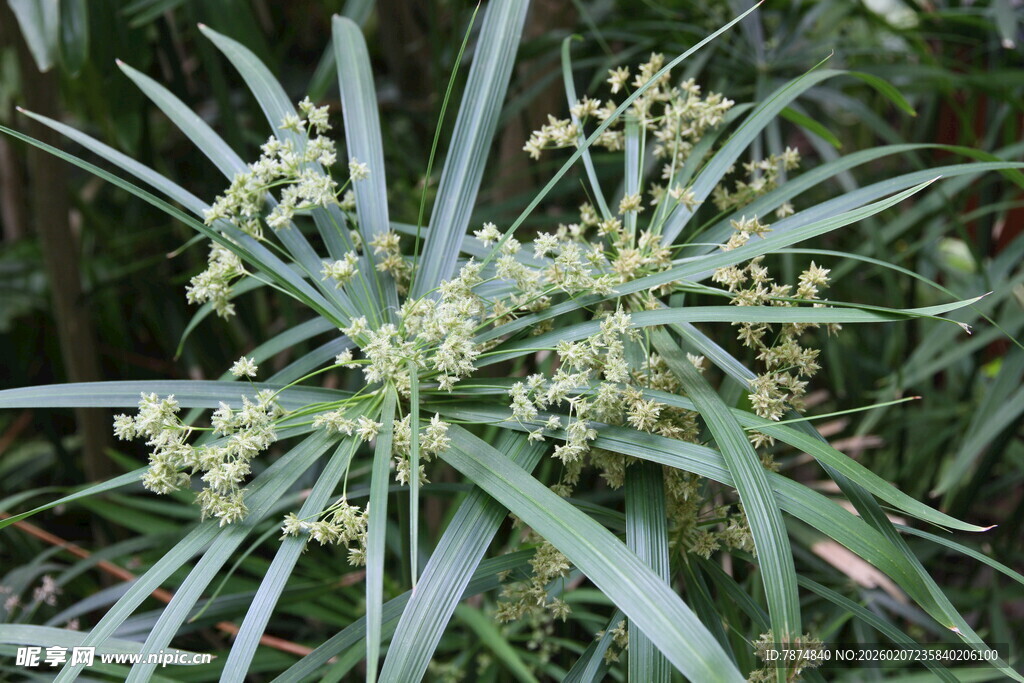 绿色剑叶植物特写