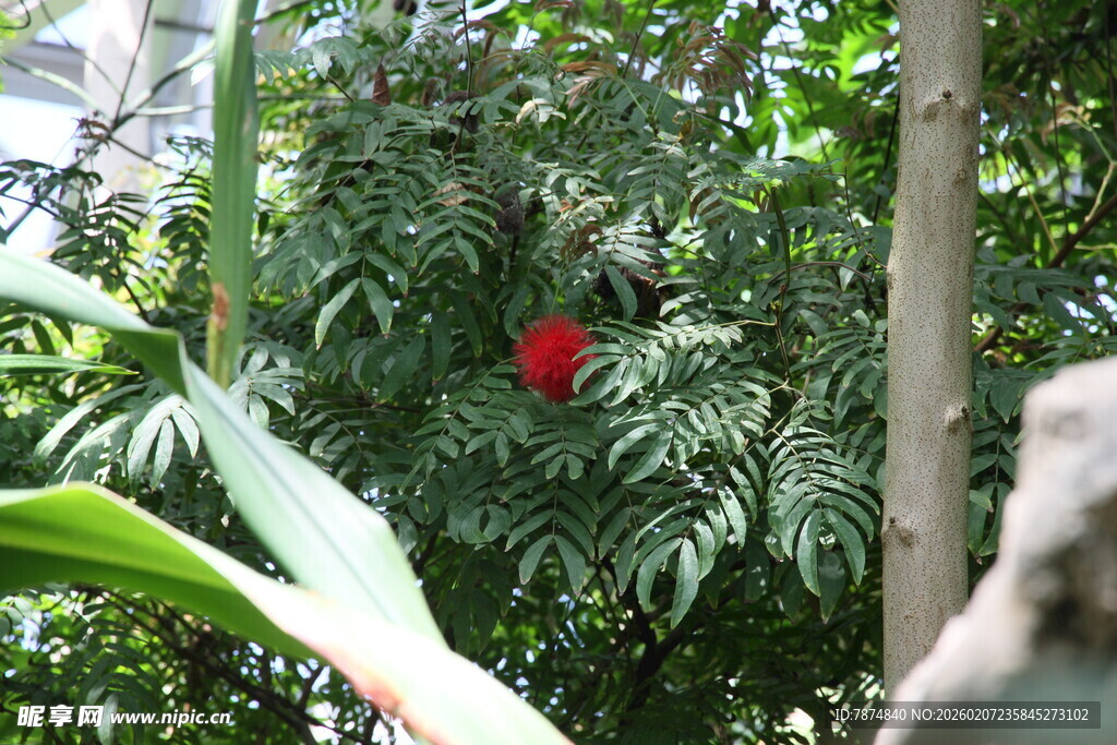 绿叶丛中一抹红