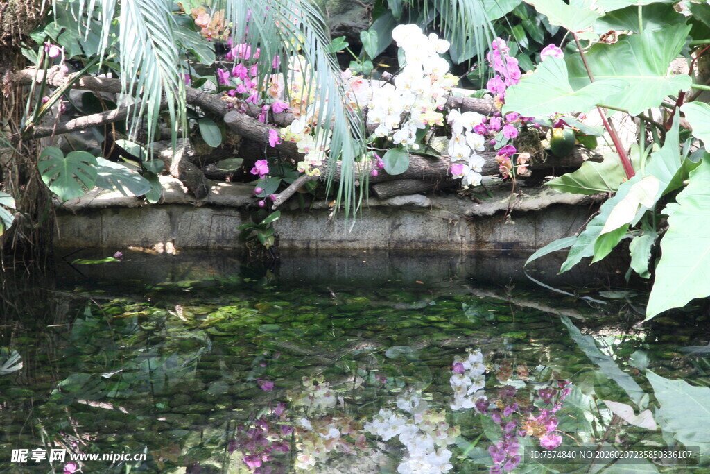 池塘边的花卉与倒影