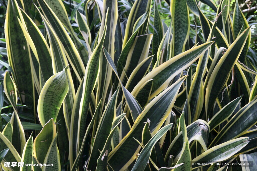 金边虎皮兰特写