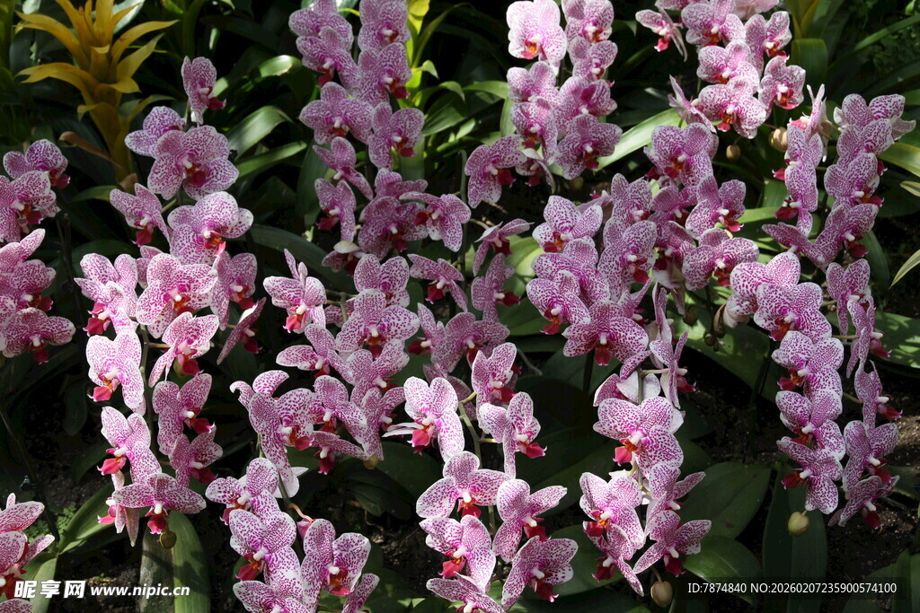 粉色烂漫兰花绽放