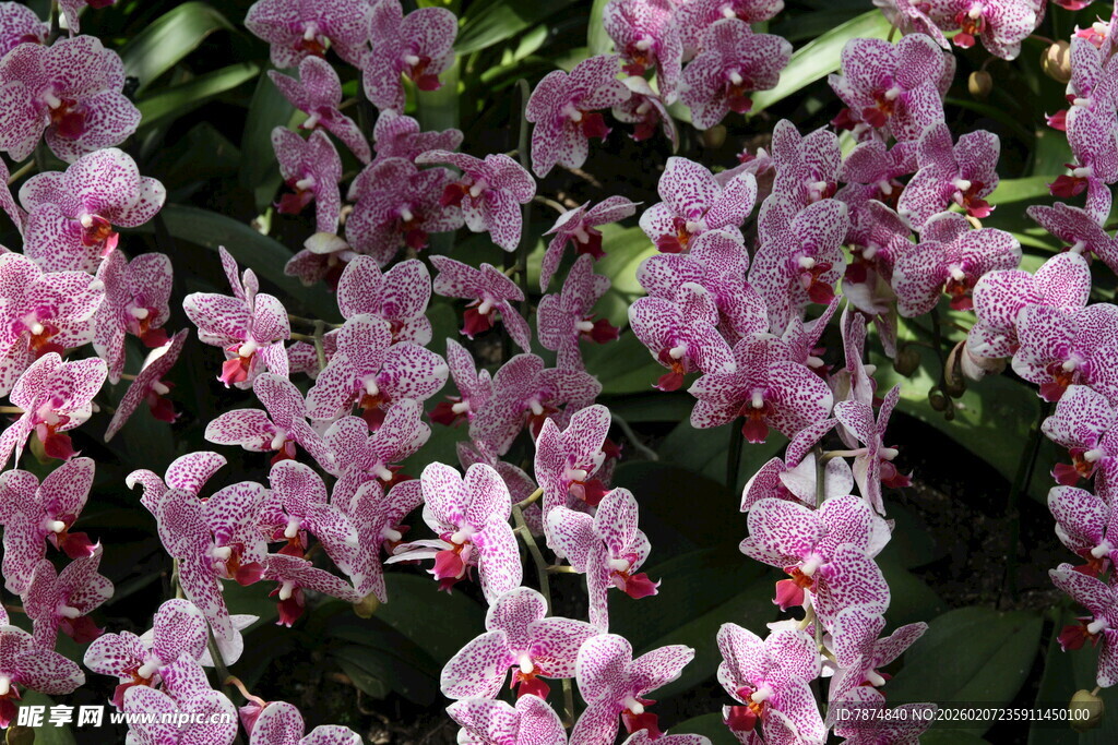 粉色烂漫花朵绽放