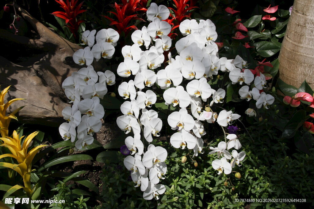 白色花卉绽放于绿植间